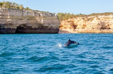 Dolphin Watching in Albufeira