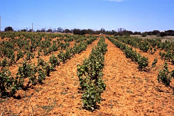 Tour of Algarve Wineries