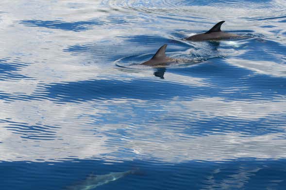 Whale Watching + Cabras Islets