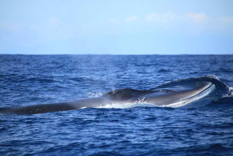 Whale watching