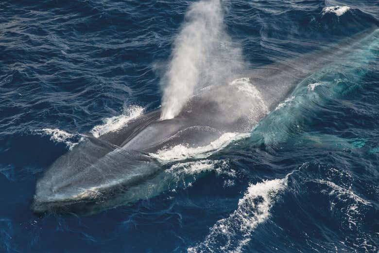 Observation de baleines à Terceira