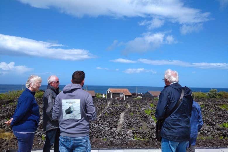 Visit different vineyards in Terceira