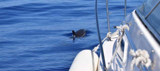 Whale + Dolphin Spotting Cruise in Calheta - Book at Civitatis.com