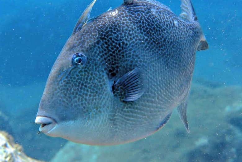 Triggerfish off the coast of Madeira