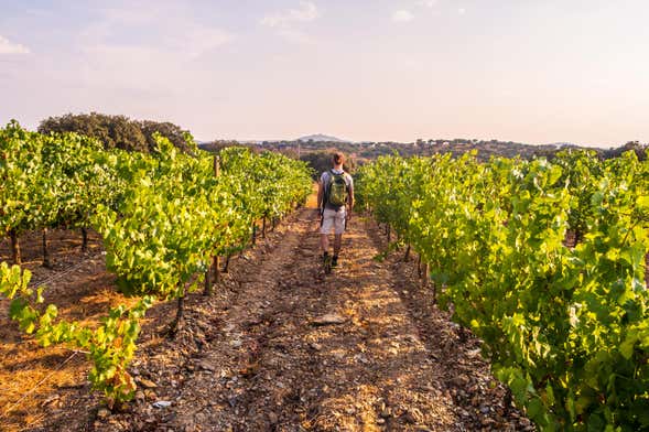 Excursion dans la région de Bairrada