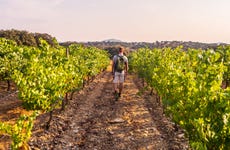 Bairrada Wine Region Tour