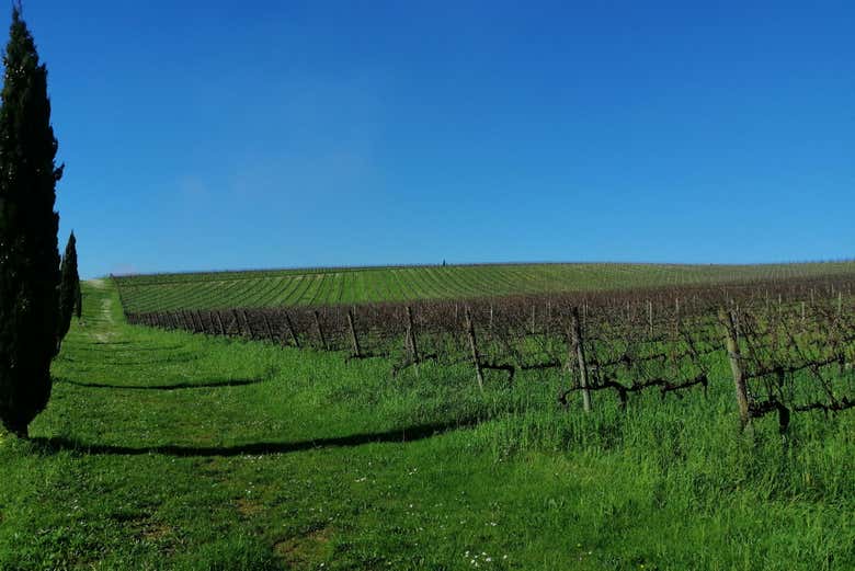 Wine region of Bairrada