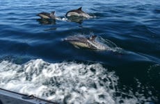 Dolphin Watching Speedboat Tour