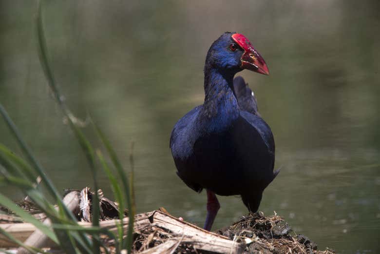 A bird native to Ría Formosa