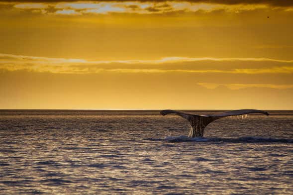 Whale Watching Sunset Cruise