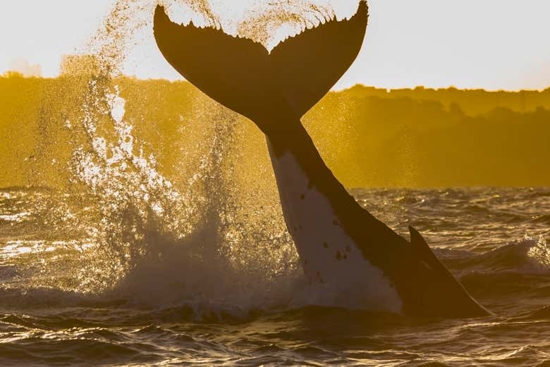 Whale at sunset