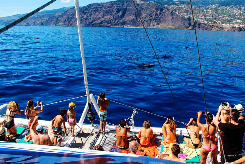 Dolphins in the south of Madeira