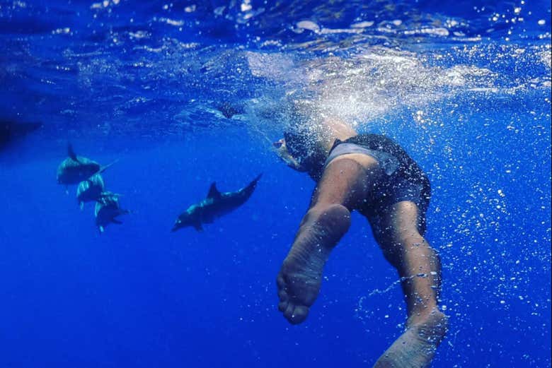 Nagez avec les dauphins