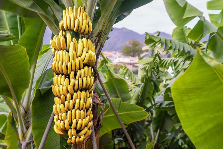 Banana plantation