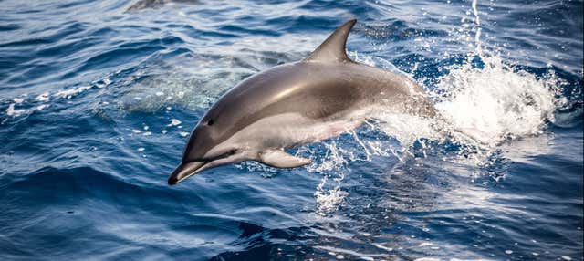 Dolphin Watching Cruise, Fuseta