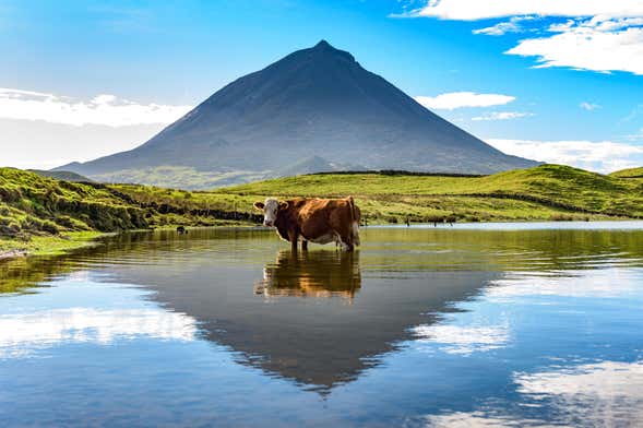 Pico Island Day Trip