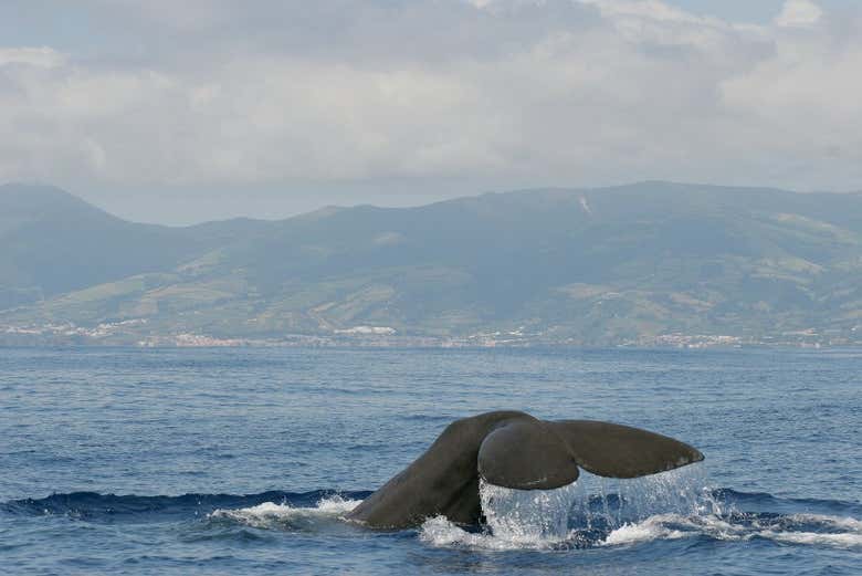 Sail among beautiful marine creatures