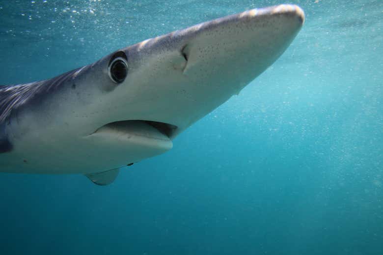 Avistando un tiburón azul 