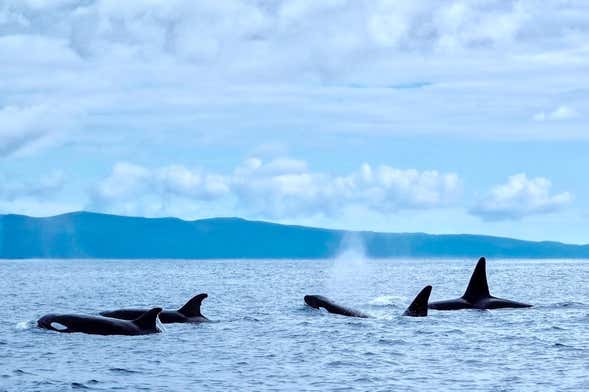 Avistamiento de cetáceos en la isla de Pico