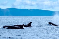 Avistamento de cetáceos na ilha do Pico