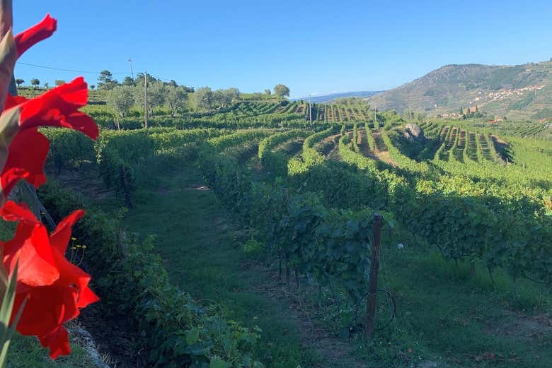 I vigneti della cantina Quinta da Portela de Baixo