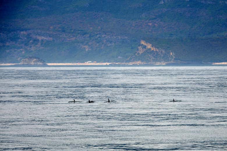 Estuário do Sado