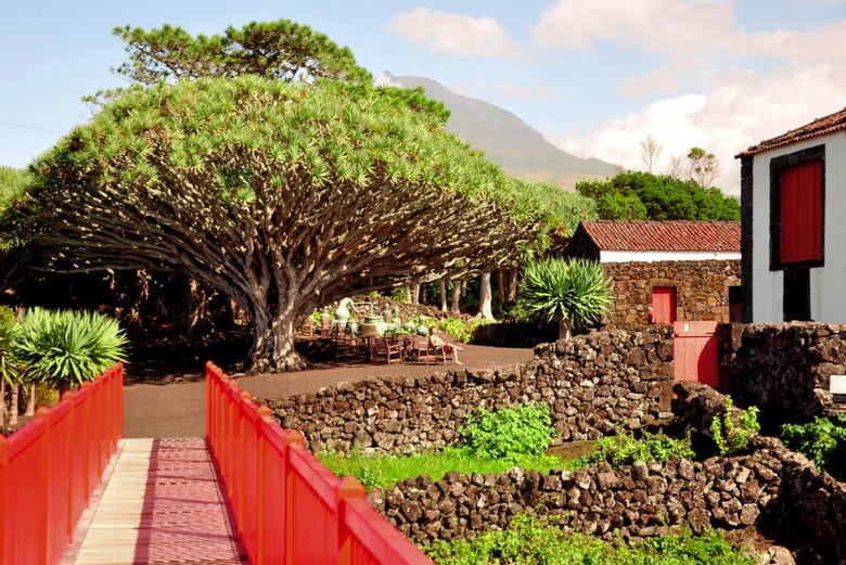 Wine Museum on Pico Island