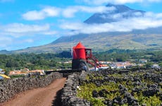 Tour de vinhedos e adegas pelo Pico