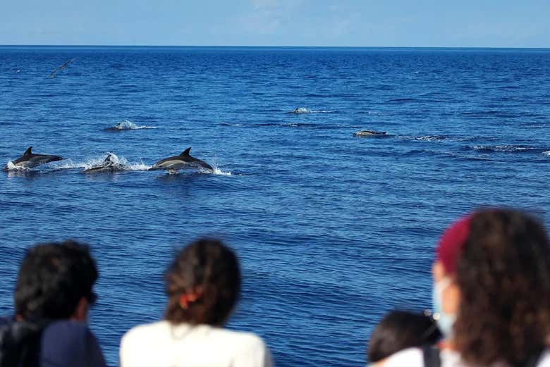 Observando a los saltarines delfines