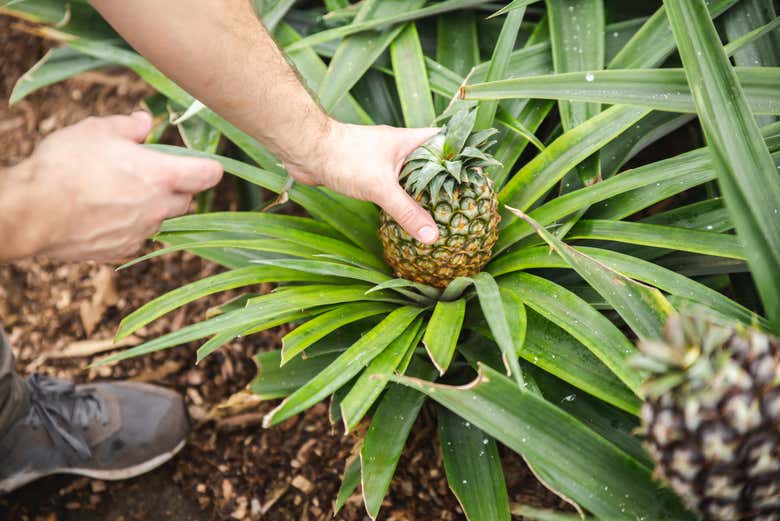 Visit a pineapple farm in the Azores!