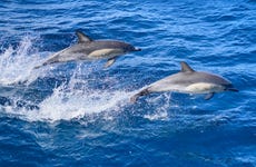 Swimming with Dolphins in Sao Miguel