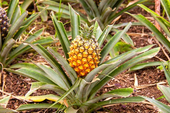 Pineapple Wine Tasting & Plantation Tour