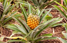 Pineapple Wine Tasting & Plantation Tour