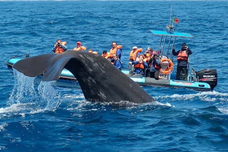 Passeio de barco por Rabo de Peixe