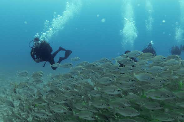 Beginner's Scuba Dive in Arrabida Natural Park