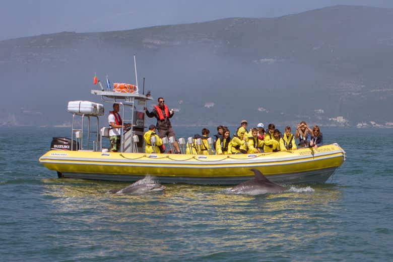 Avistando delfines en su hábitat natural