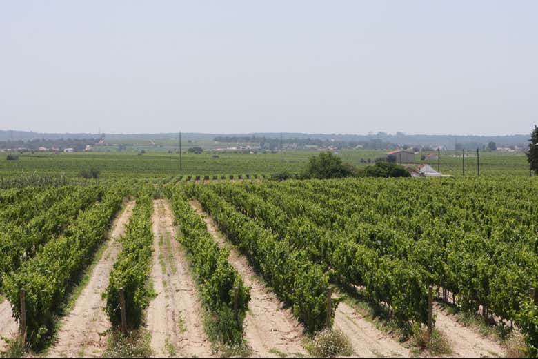 Vineyards in Arrábida