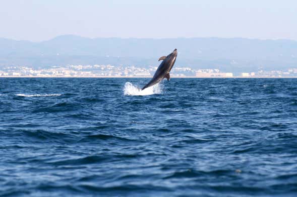 Dolphin Watching in Tavira