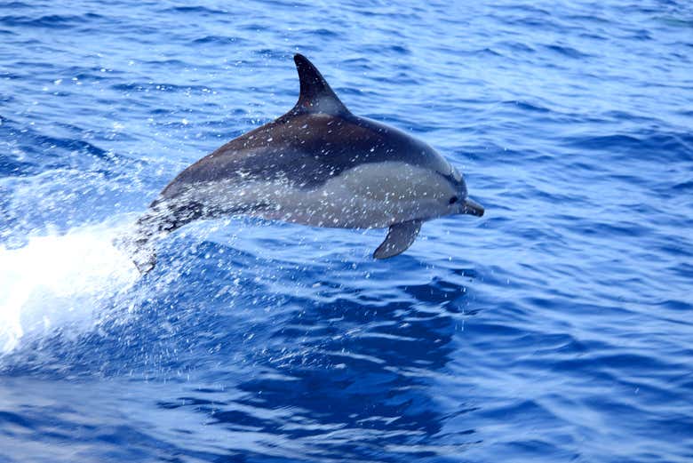 A dolphin swimming in the waters of Tavira