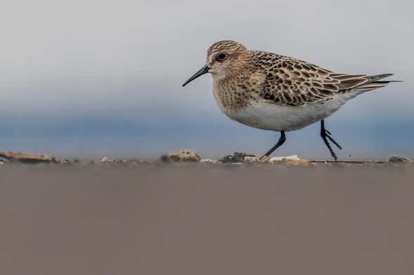 Azores Marine Birdwatching Expedition