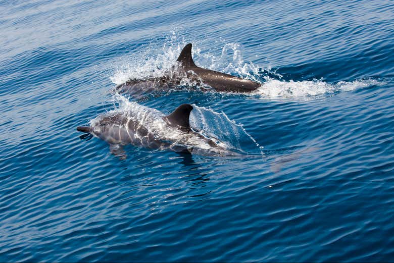 Spot dolphins up close