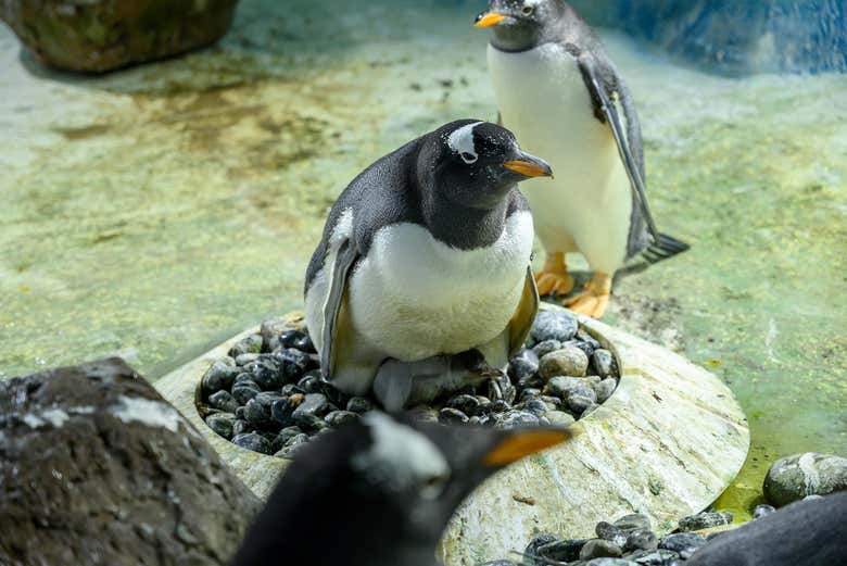 Make friends with the penguins