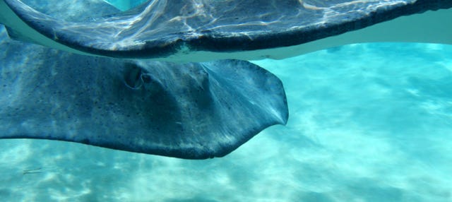 Saiba como é nadar com arraias em Stingray City, nas Ilhas Cayman