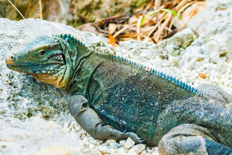 Iguana azul das Ilhas Cayman