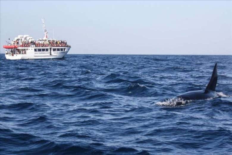 Gibraltar Dolphin Watching Tour - Book Online at Civitatis.com