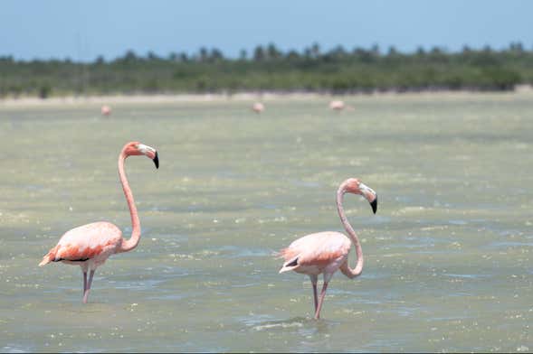 Excursão à Laguna de Oviedo com avistamento de flamingos