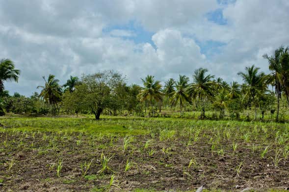 Safari por Higüey y los campos de azúcar