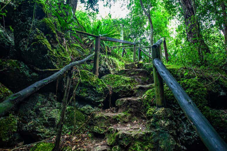 La densa selva tropical