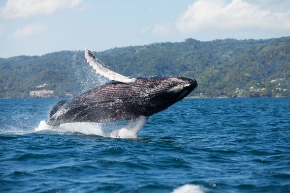 Whale Watching In Oxnard - Visit Oxnard