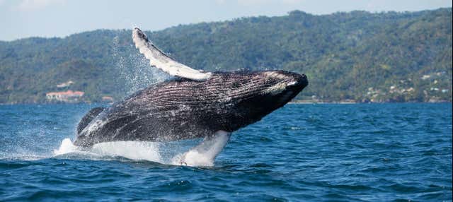 Whale Watching In Samana From La Romana - Book At Civitatis.com